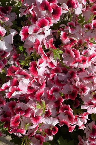 Pianta di Geranio diverse varietà pianta da esterno ornamentale fiori vari colori pianta decorativa vera venduta da eGarden.store (Geranio Macranta Rosso Chiaro)