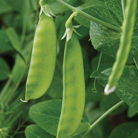Simply Garden Pea Oregon Sugar Pod Seeds Grow Your Own Peas Vegetable Seeds