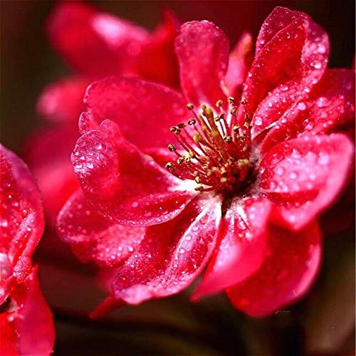 Hellgrün: 100 Stücke Xifu Begonie Samen Seltene Topfblumensamen Für Mini Gartenpflanzen Obst Semillas Vielzahl Beenden Die Angehende Rate 95% : Only Seeds