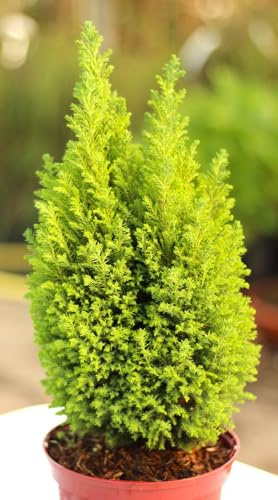 Giallo Cipresso Falso Chamaecyparis Lawsoniana Ellwoods Gold 30-40 cm