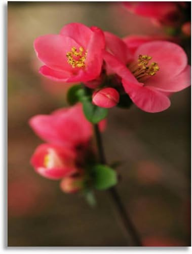 Bathroom Wall Art Quince tree blooms Pictures Wall Decor Framed Canvas Wall Art for Bedroom Artwork Paintings Living Room Kitchen Farmhouse 16x20