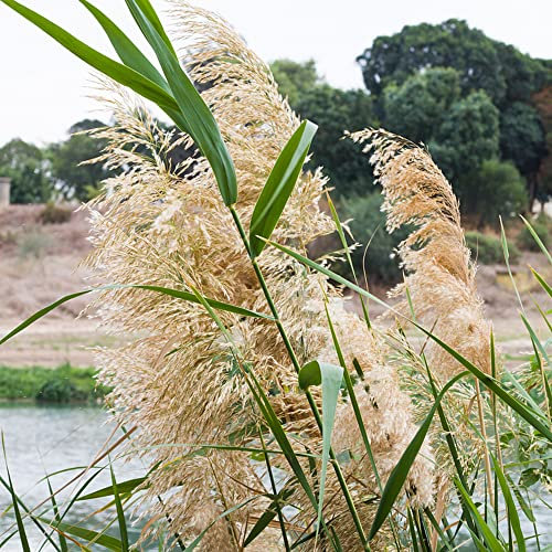 Schilf Samen Winterhart Schilfgras,Phragmites Australis,Pampasgras Balkonpflanzen Winterhart Mehrjährig Gartenpflanzen Stauden Winterhart Mehrjährig - 500 Stück