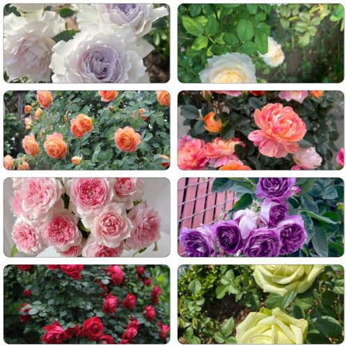 semi di rose arrampicata rose arbusti di resistenti giardino semi perenni bonsái arrampicata selvatica, autunno tagliati 300pcs