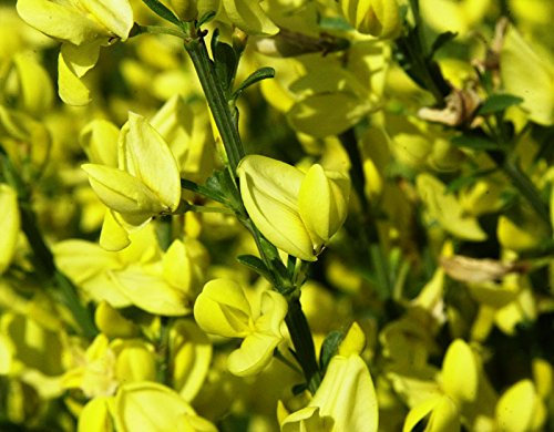 Gelb blühender Elfenbeinginster Cytisus praecox Allgold Containerware 40-60 cm
