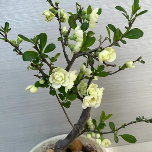 Semillas de Malus spectabilis, balcón, decoración salón Las de jardín son resistentes al exterior de begonia decoración 60pcs