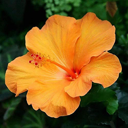 Shopvise Hibiscus Graines de corail exotiques 100pcs (orange)