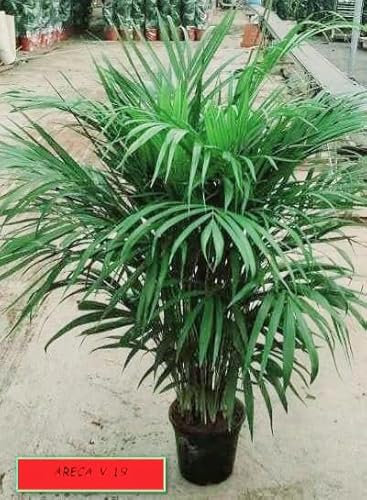 POWERS TO FLOWERS - ARECA, PALMA DI ARECA vaso 20cm, altezza 90cm, pianta vera