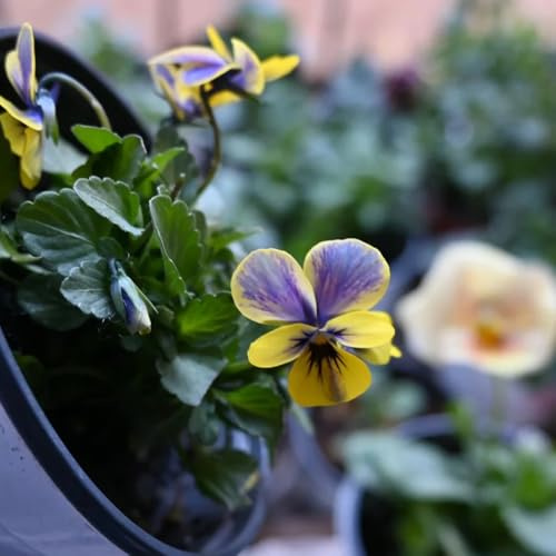 viola del pensiero comprare semi, tappezzante resistente per giardino per balcone 750pcs