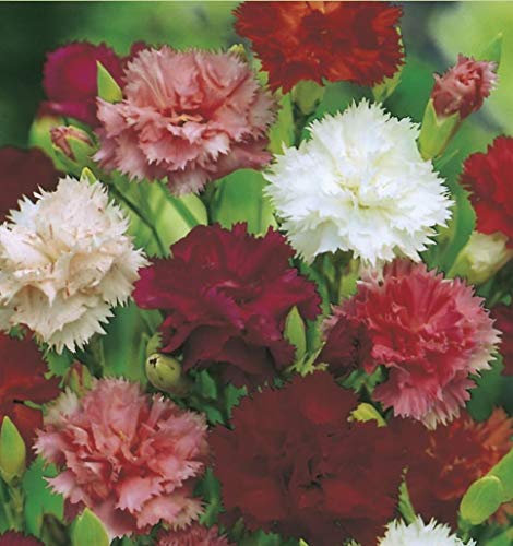 200 Seeds of Carnation Giant Chabaud Mixed