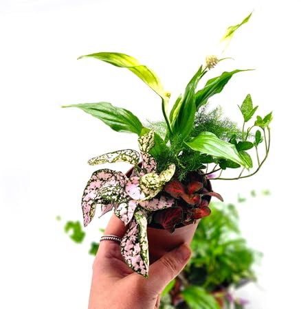 Bundle of 5 Closed Terrarium Plants • Small Mixed Closed Terrarium Plants in one 7cm Pot