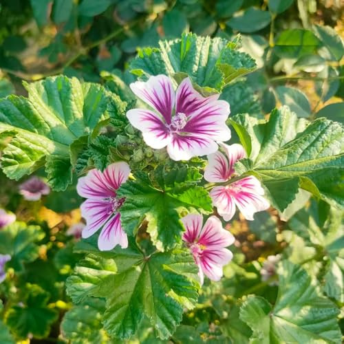 800 piezas semillas de malva perenne - de jardín, semillas para decoración balcones, balcón resistentes malva