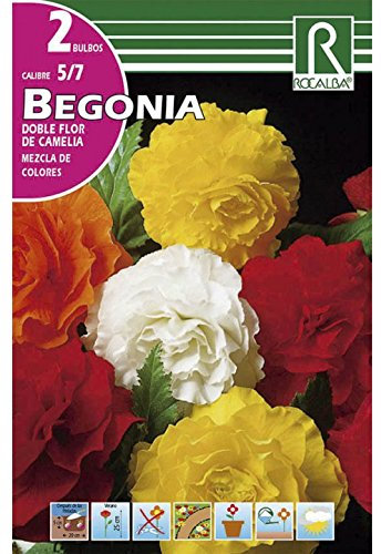 BULBO BEGONIA DOBLE FLOR DE CAMELIA - 2 BULBOS