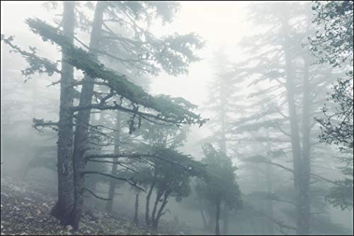 Muralo Fototapete Wald im Nebel 300 x 450 cm Vlies Tapete Wandtapeten Bäume Wohnzimmer Schlafzimmer Moderne Wandbilder XXL Landschaft Panorama Wand Dekoration