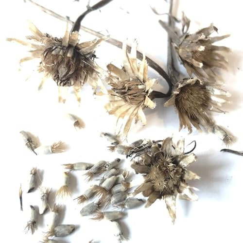 Cornflower, Blue Seeds (Centaurea cyanus) 100 Seeds (0.5 Grams)