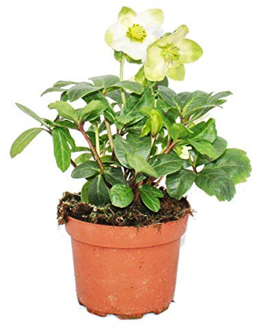 Christrose - Helleborus niger - 11cm Topf - viele Knospen