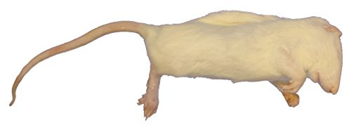 Frozen Rat - Large Weaners 50-90g - Pack of 10