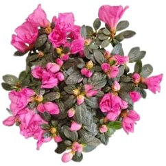 Azalea Rosa |DECOALIVE | Planta de Azalea con Flores Rosa