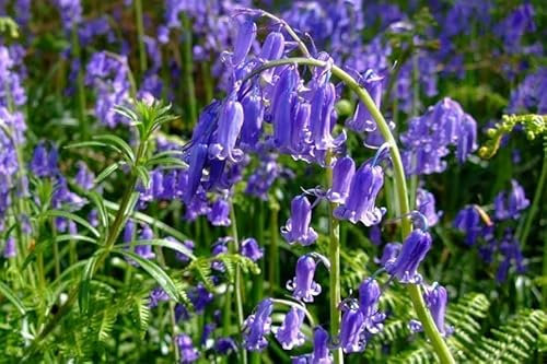 Hyacinthoides – Jacinthe des Bois 100 Graines plante vivace