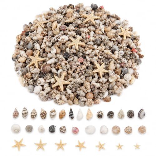 CSLGDMAI 1221 PCS Mini Sea Shells and Starfish for Crafts | Natural Tiny Seashells Bulk, Small Beach Shells for DIY Candle Decor, Wedding, Resin Art, Beach Party and Fish Tank Decor