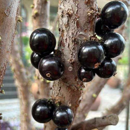 60 piezas Semillas de plantas de Jabuticaba, semillas de frutas semillas exóticas Comprar Árbol Jabuticaba, invernadero balcón interior jardín plantas decoración de plantas de regalo
