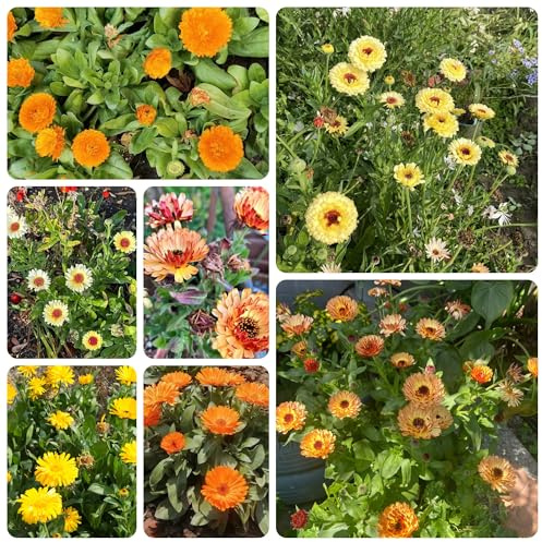 semi di calendula, balcone interni giardino esotiche 550pcs
