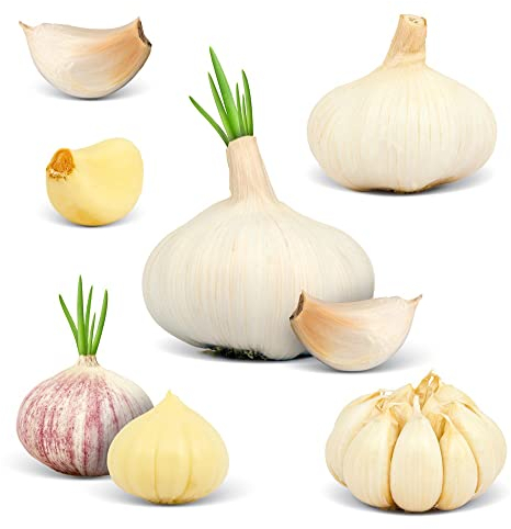 4 Stück pflanzknoblauch winterhart knollen Knoblauch kleine geschenke pflanzen garten garten pflanztopf balkon deko kräutergarten geschenk gemüsebeet gemüsepflanzen wintergemüse