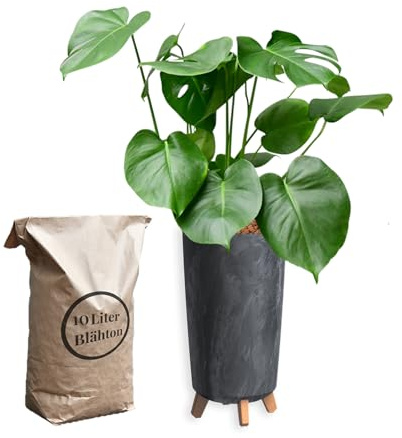 Hydrokultur Zimmerpflanzen Set - Monstera deliciosa Fensterblatt - Wasserstandsanzeige - 10L Blähton - Vase Betonoptik Anthrazit - Zimmerpflanze 60-80 cm - pflegeleichte Büropflanze