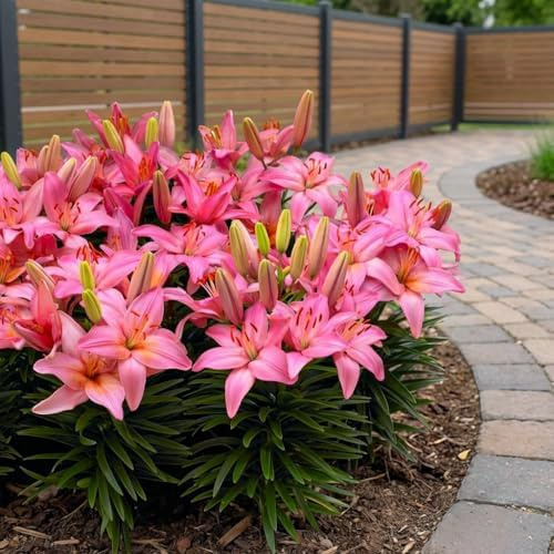 Bulbes de lys Bordure Rose - Lys Bulbes - 10 Bulbes de Fleurs à Planter Exterieur - Plantes Vivaces Exterieur - Rustique - Naturelle Plantes de Hollande (gros, pas de graines)