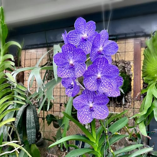 vanda orchidee hängend samen, gartenblumen pflanzen, blumen mehrjährig winterhart bonsai samen, biosaatgut winterharte stauden, winterharte blumen wildblumensamen, hochbeet samen 20pcs