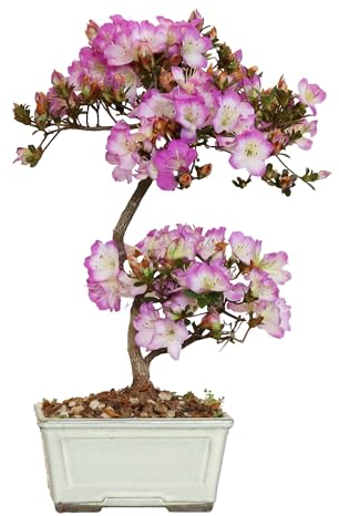 Kentis - Bonsai di Azalea Satsuky - Rhododendron Indicum - Bonsai Originale Giapponese - Piante Vere da Esterno Made in Japan - H 30-35 cm Vaso Ø 15 cm