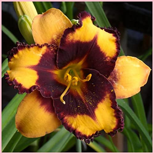 Daylily, Hemerocallis bulbi, bulbi di Hemerocallis, resistant, easy to use :Seeds only