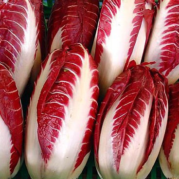 Seeds Radicchio Rossa Di Treviso non OGM italiani Heirloom 15 Semi