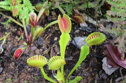 Vénus Attrape-Mouches : Faites Entrer la Nature dans Votre Maison avec Cette Plante Fascinante, Témoignage Vivant de l'Évolution Botanique