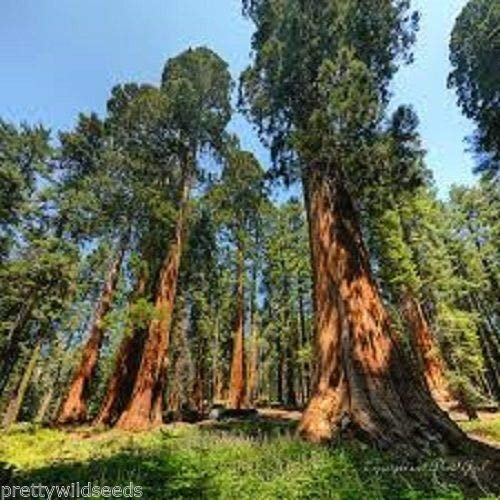 200 : Semi Sequoiadendron Giganteum Séquoia géant Séquoia de 30 à 1000 graines