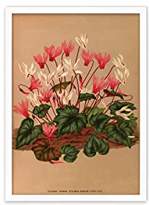 Antiker botanischer Kunstdruck - Wanddekor Kunst Vintage Alpenveilchen Blumen Poster A3 (weiß klein)