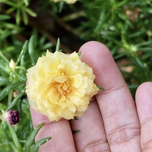 semi di lattuga selvatica - con semi di giardino lattuga selvatica per giardino autunnale perenni resistenti perenni copertura del suolo 350 pezzi