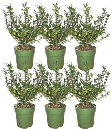 Ilex crenata 'Jenny'® - Set di 6 piante resistenti all'inverno, 1 metro, siepe sempreverde