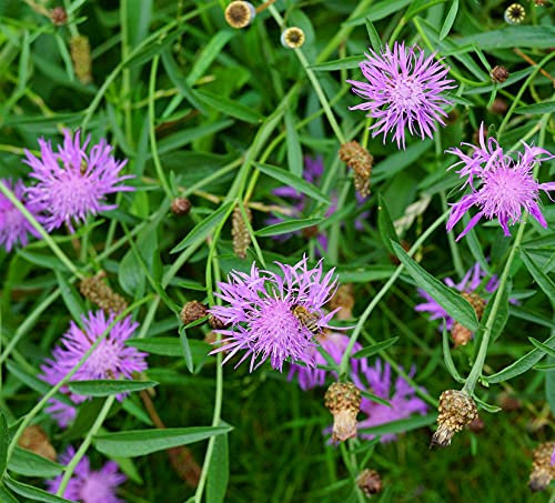 Wiesen-Flockenblume - Gewöhnliche Flockenblume - Centaurea jacea - Blume - 100 Samen