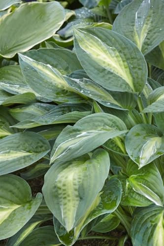 Hosta x fortunei 'Striptease' 11x11 cm Topf – Winterhart, Mehrjährig, Pflegeleicht – Funkie – Staude für Schattenbeet & Kübel