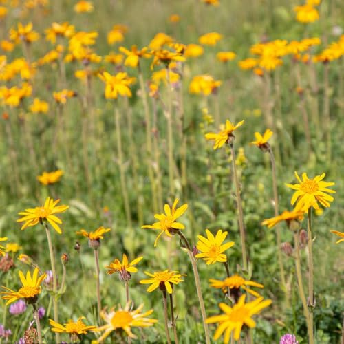 Semi di arnica, arnica montana, del rari semi di di campo da giardino 80pcs
