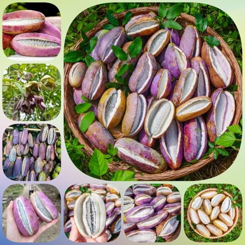 Semi di Holboellia latifolia - colonnare semi di rampicanti resistenti da frutto nani resistenti regali per gli amanti del giardino 100pcs