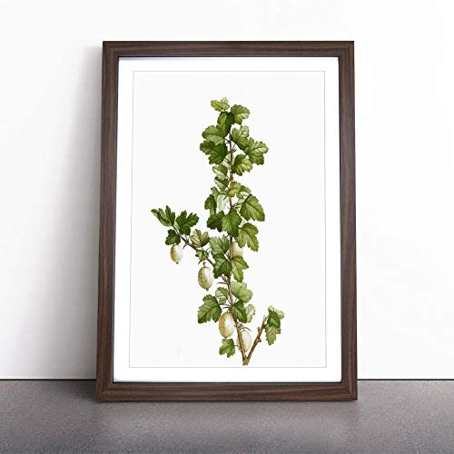 Gooseberry Bush by Pierre-Joseph Redoute Framed Wall Art Picture Print - Canvas Painting - Modern Home Décor Poster - Ready to Hang for Living Room Bedroom Kitchen - Walnut A2 (48 x 66 cm)