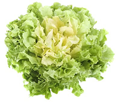 JustSeed - Vegetable - Endive - Blonde Full Heart - 150 Seeds - Economy Pack