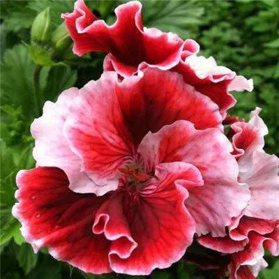 Shopvise 30Pcs Samen Zweifarben Geranium Samen Stauden Blume Pelargonium Peltatum Blumen Geranium (Tian Zhu Kui): 365.016