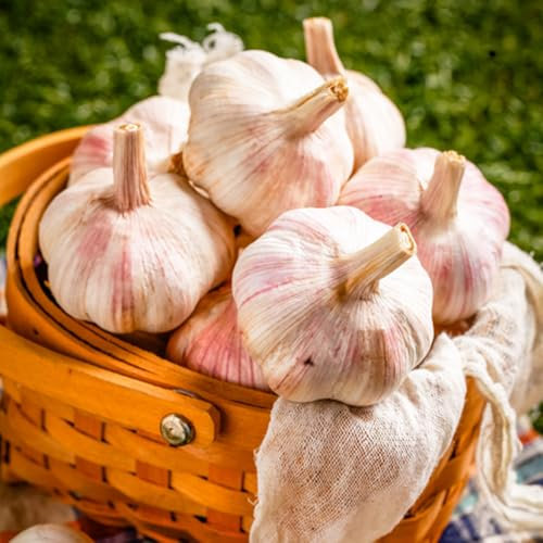 5 pcs Pflanzknoblauch， garten geschenk，Dekorative Pflanzen pflanzknoblauch， balkonpflanzen，gartendeko für draußen pflanztöpfe，pflanzen für sonnige plätze garten pflanzen，gewächshaus