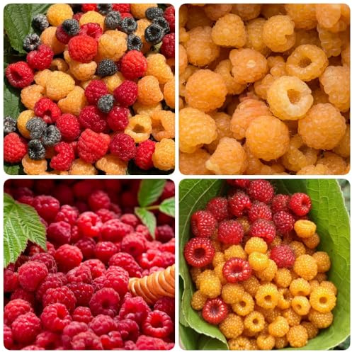 Semi di lampone biologici, balcone di Rubus idaeus, resistenti per il giardino rari per luoghi soleggiati di antiche varietà da balcone 100pcs