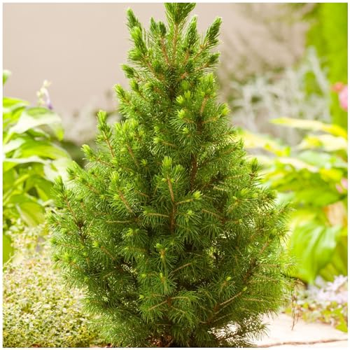GrowOn Shrubs [x3] Dwarf Conifer Picea Glauca 'Albertiana Conica' | Multi-Pack | Evergreen Shrubs | Outdoor Garden Ready Plants