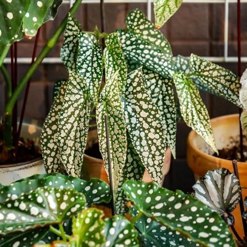 Forellenbegonie Samen - grünpflanzen zimmerpflanzen Begonia maculata - zimmer pflanze bonsai samen gartenpflanzen winterharte pflanzen für garten pflanzen samen grünpflanzen, 150pcs