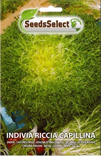 SEMI SEMENTI DI INDIVIA RICCIA CAPILLINA BUSTINA MAXI