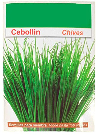 Semillas de Cebollino para Comer Allium Schoenoprasum Semillas Naturales